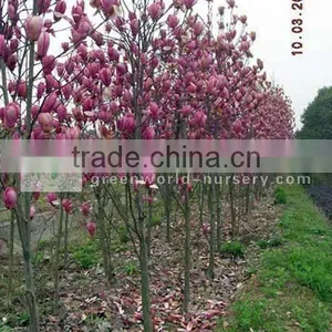 Magnolia Denudata Flower thumbnail-1