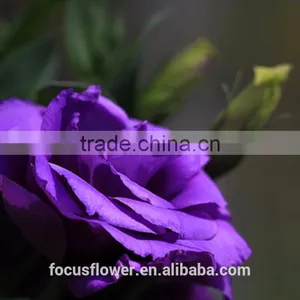 Cut Fresh Purple Eustoma Flowers For Gifts thumbnail-2