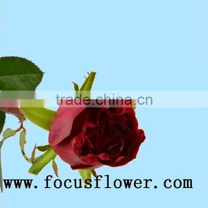 Supply Roses Flowers Fresh Cut White Color Rose Flowers Black Magic Rose With 0.8_1.2kg/bundle From Yunnan thumbnail-5