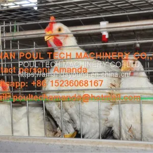 Myanmar Poultry Farm Hot Galvanized Cage & Automatic Broiler Cage & Battery Chicken Cage With Automatic Manurre Removal System thumbnail-2