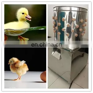 Quail Process Equipment / Poultry Processing Machine / Quail Plucker thumbnail-4