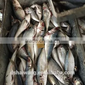 Frozen B Grade Trachurus Japonicus Seafood thumbnail-1