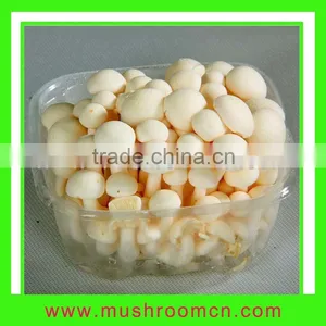 White Shimeji Mushroom thumbnail-1