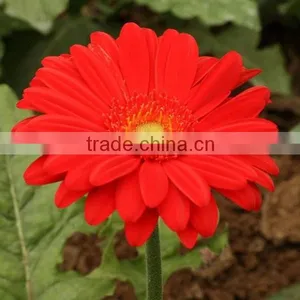 Fresh Gerbera Chrysanthemum Cut Flowers Exporters in China thumbnail-5