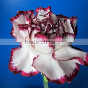 Wide Varieties Promotional Single Stem Carnation for Decoration thumbnail-1