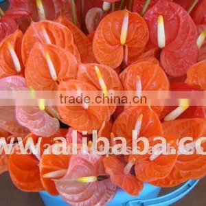 Cut Top Flower Anthurium thumbnail-1