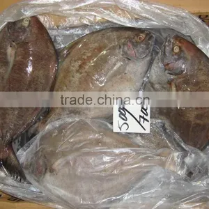 Frozen Black Pomfret Fish thumbnail-4