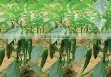 Hot Fresh Green Chilli thumbnail-1