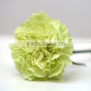 2016 Hot Sale Carnation Cut Flowers Price Without Middleman Green Mini Carnation Flowers thumbnail-4