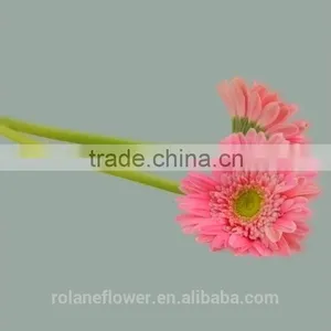 Kunming Flower Export Long Stem Glass Flowers Pvc Flower Stem With 70-80cm Long From Yunnan, China thumbnail-4