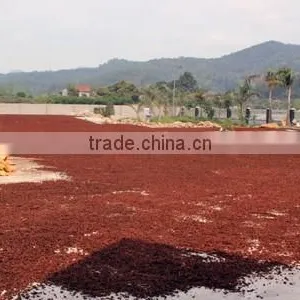 Viet Nam Star Aniseed thumbnail-2