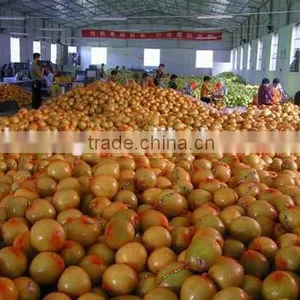 Customers Buy Sour Fresh Honey Pomelo From China thumbnail-3
