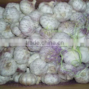 Garlic in 10kg Cartons thumbnail-1