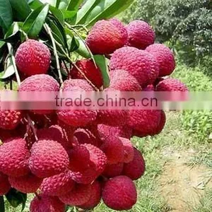 Fresh Lichi thumbnail-1