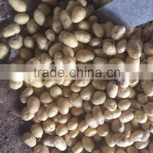 Yellow Potato thumbnail-4