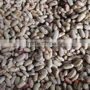 Best Sale Full Of Speckled Kidney Beans For Europe thumbnail-1