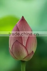 FRESH LOTUS ( PINK , WHITE ) thumbnail-1