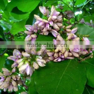 Pongsmia Pinnata(L.)Pierre thumbnail-4