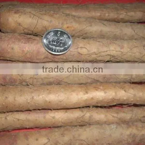 Chinese Fresh Wild Yam Powder P.E. 16% thumbnail-1