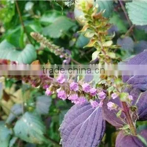 Herbel Clod Pressed Tech Perilla Seed Oil Useful thumbnail-2
