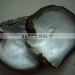 Black Lip Mother of Pearl (MOP) Raw Shell Pinctada Margaritifera thumbnail-1