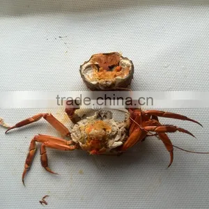 Reliable Commercial Fish Dehydrator Machine thumbnail-2