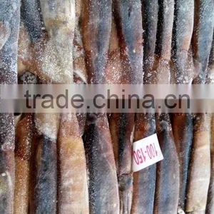 Illex Argentinus Squid for Tuna Bait thumbnail-2