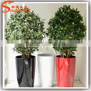 Large Outdoor Bonsai Trees Banyan Wholesale Bonsai Trees Ficus Microcarpa Bonsai Trees thumbnail-2