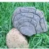 Common Phellinus Fungus P.E. thumbnail-1