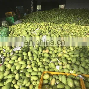 Vietnam Soft Dried Mango 100% Natural Mango thumbnail-5