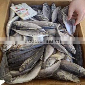 Sea Frozen 100-150g Horse Mackerel or Sacd From China thumbnail-1