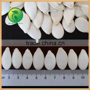 Snow White Pumpkin Seed in Bulk thumbnail-1
