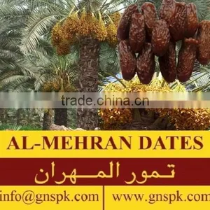 DATES Black Chohara Preserved Dried Dates by GNS PAKISTAN thumbnail-5