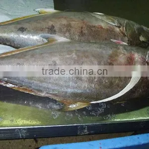 Caranx Sexfasciatus Frozen Bigeye Trevally Fish thumbnail-1