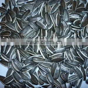 Sunflower Seeds 5009 NEW CROP 2013 thumbnail-1