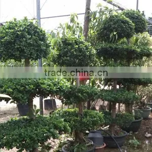 Ficus Microcarpa Indoor Plant and Outdoor Plant thumbnail-1