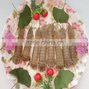 Mantis Shrimp thumbnail-1
