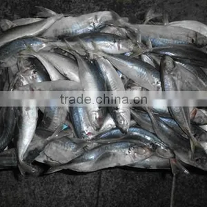 Fresh Fish 18CM China Made Frozen Horse Mackerel thumbnail-2