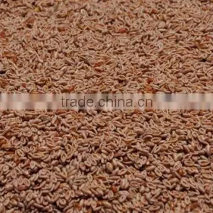 Best Quality of Psyllium Seed thumbnail-1