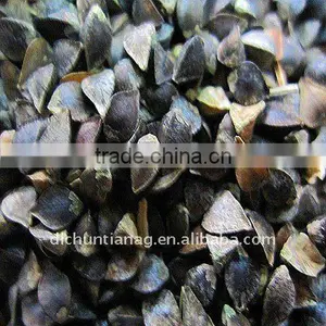 Chinese Buckwheat thumbnail-1