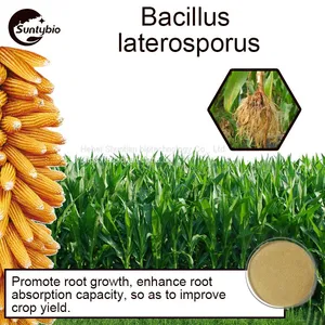 Bacillus Laterosporus thumbnail-4