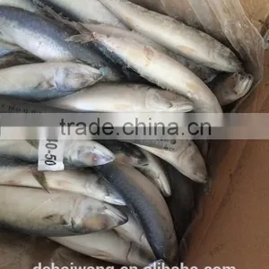 BQF Whole Round Pacific Mackerel Size 40 - 50 Pcs /g thumbnail-2