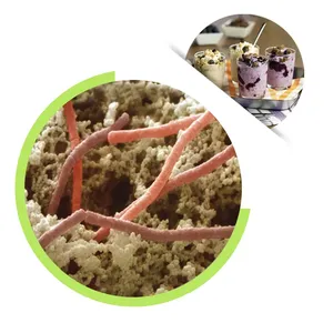 Lactobacillus Bulgaricus Powder Dried Food Grade Probiotics Milky White To Light Yellow Powder For Food thumbnail-1