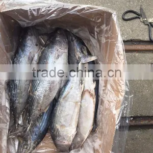 Frozen 1.5kg up Belted Bonito ( Sarda Orientalis) thumbnail-6