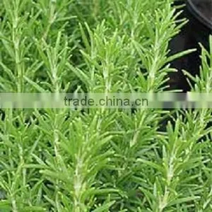 Pure Essential Rosemary Oil thumbnail-1