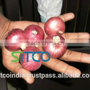 ONION thumbnail-4
