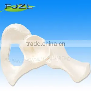 Loose Hip Bones of Human Hand Right thumbnail-1