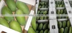 Green Mangoes thumbnail-5