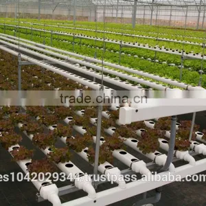 Versatile Tropical Greenhouses for NFT, Hydroponics and Drip Irrigation thumbnail-6