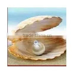 Pearl Stone thumbnail-3